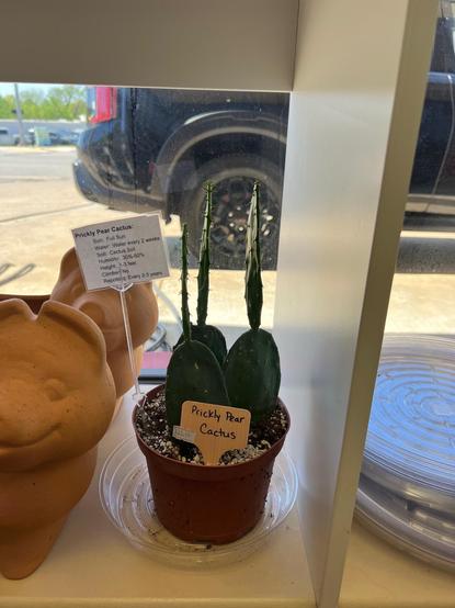 Prickly Pear Cactus