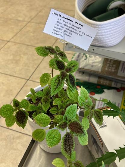 Pilea Moon Valley