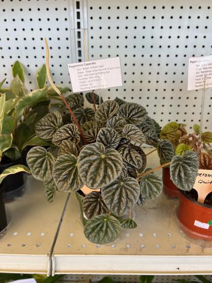 Peperomia Caperata