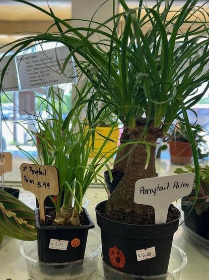 Ponytail Palm