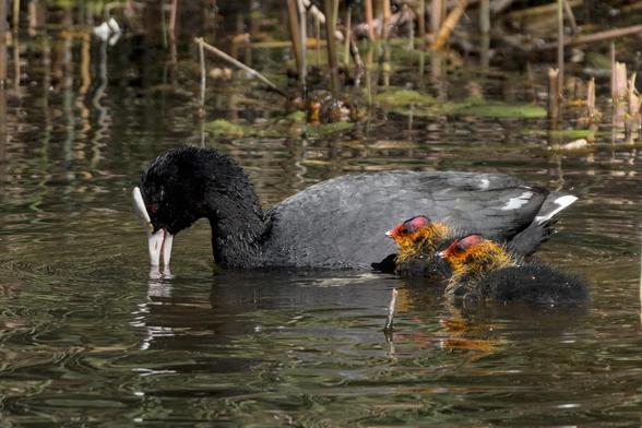 A parent Eurasian coot (Fulica atra) and 2 cooties (google says that's what they are called) swimming in a pond, the parent is fishing up plants and small bugs that it feeds to its babies.