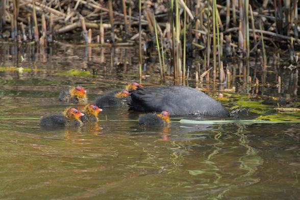 Parent coot about to dive while the young ones pay close attention.