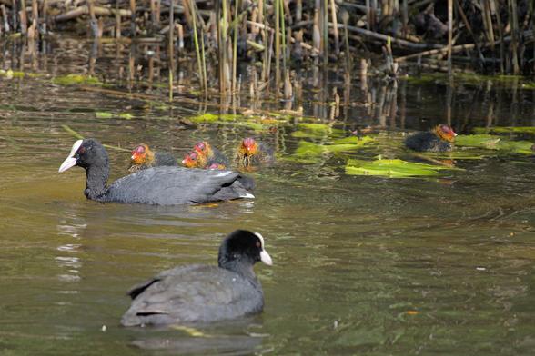 A family of coots, 2 parents and 6 cooties.