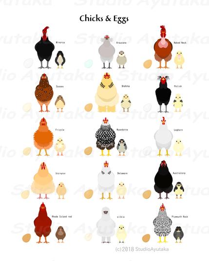 a digital poster of various breeds of chicken&chick&egg.