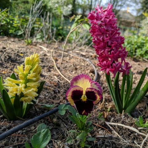 A photo showing a yellow hyacinth (Yellowstone) on the left, a garden pansy in the center, and a peach hyacinth (Apricot Passion) on the right. There's a strawberry plant leaf to the left of the pansy.