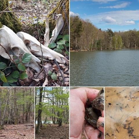 Carré de photos montrant la forêt, un étang, des têtards...
