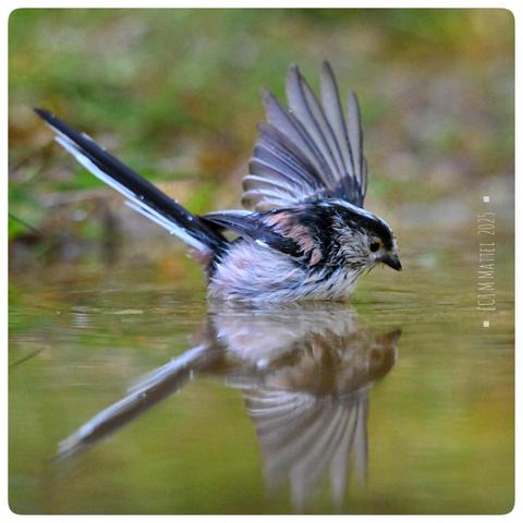 Reflet de profil