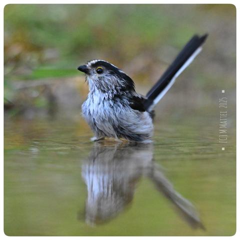 Orite pattes dans l'eau