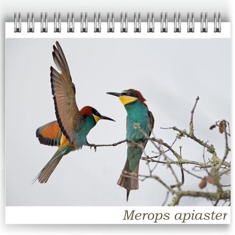 Two vividly coloured European bee-eaters (Merops apiaster) perched on a bare, lichen-covered branch. One bird is mid-flight with wings fully spread, approaching the other, which is calmly perched and facing the incoming bird. The background is a pale, cloudy sky, giving focus to the birds' striking plumage in shades of turquoise, yellow, chestnut, and black. Photo was taken at Bubulcus & Bolotas by the guest Ane van Rees.
