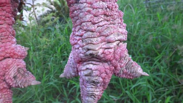 
Enorme patte de poulet Ga Dong Tao