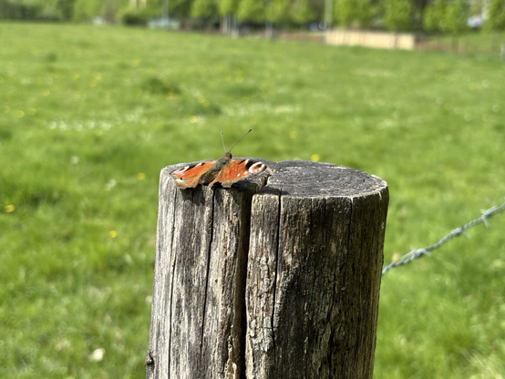 Vlinder op een houten paal voor een weiland