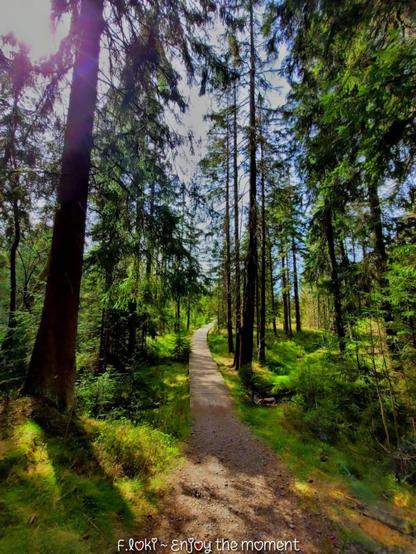 Ein schmaler, sanft geschwungener Waldweg zieht sich in die Tiefe des Bildes hinein – wie ein stiller Pfad der Sehnsucht, der sich durch einen hellgrünen, lichtdurchfluteten Nadelwald schlängelt. Links und rechts säumen hohe Fichten den Weg, ihre dunklen Stämme ragen wie stille Wächter in den Himmel. Das Sonnenlicht bricht durch das dichte Blätterdach und wirft goldene Tupfen auf den moosbedeckten Boden. Links oben im Bild scheint die Sonne kraftvoll durch die Bäume, ein violett leuchtender Lichtreflex erinnert an eine himmlische Berührung.

Der Waldboden ist mit weichem Moos überzogen, durchzogen von Licht und Schatten. Ein leiser Bach, fast unsichtbar, schlängelt sich irgendwo im rechten Bereich durch das grüne Dickicht – man kann ihn fast hören, wenn man sich hineinfühlt. Am unteren Bildrand steht in weißer, verspielter Schrift: „F.loki ~ enjoy the moment“ – ein stiller Gruß an die Gegenwart.

Dieses Foto entstand in Potucky, einem Grenzort bei Johanngeorgenstadt im Erzgebirge – dort, wo sich Natur und Seele berühren.