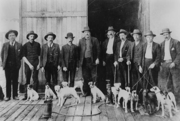 The State Health Department rat gang were a valuable asset in the fight against the Plague in Queensland from 1900 to 1909. 

The image captures a group of around a dozen men standing in a line, each dressed in period attire—suits, vests, and wide-brimmed hats—while holding leashes of alert and active terriers, a breed commonly used for their prowess in rat hunting. 

The dogs and their handlers were vital assets in the fight against plague-carrying rats in urban centers like Brisbane.