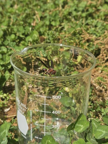 Wasp sitting on the edge of a beaker for a moment before flying away.