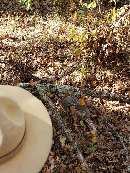 Ranger Sarah gets a closer look at the nine-banded armadillo. They use to not exist in Missouri. These critters first moved into the United States in the 1850s from Mexico.
— at Roaring River State Park, Missouri.
