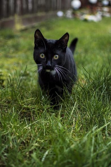 cat on grass