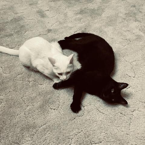 a white at crouches next to a black cat who is on his side on the beige carpet looking at us
