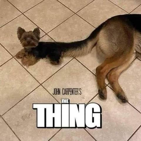 Small Yorkie dog lying on a tile floor with a larger German Shepherd also lying behind him. The Shepherd's tale rests on the Yorkie, and since they are both the same color pattern, it makes it look like they are part of the same animal. Beneath  are the words "John Carpenter's The Thing." 