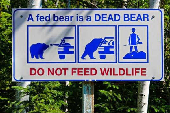 metal sign with pictures of bear being fed from inside a car, bear with head inside of car window, man holding gun with dead bear with text "a fed bear is a dead bear, do not feed wildlife"