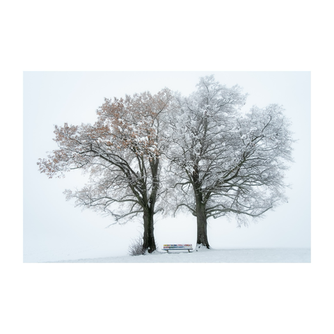 Two twin trees in the fog in the deep winter, covered with snow