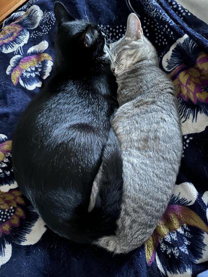 a black cat and a grey tabby full-body smooshing together face-to-face