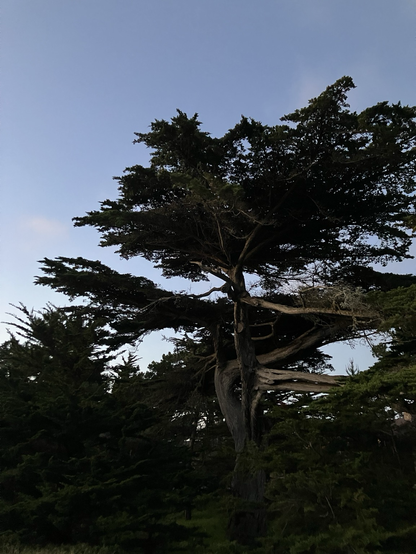 Lightly gnarled and lichened pine tree against a dusk sky