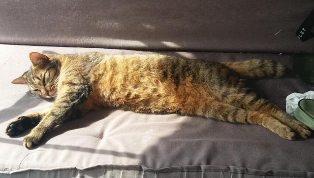 Squatteur numéro 2, chat tigré marron clair, gris et noir.
Il est allongé de tout son long sur le côté droit, sur une balancelle grise.
Les pattes avant sont à 90 degrés.
Sur la photo, il est positionné la tête vers la gauche.
Le soleil éclaire la scène depuis la gauche.