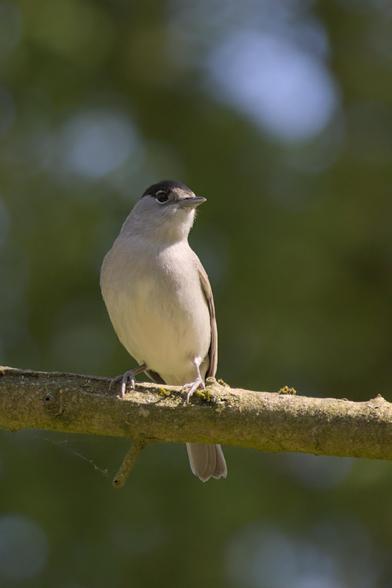 Blackcap (Sylvia atricapilla) sitting on a branch. It has mainly olive-grey upperparts and pale grey underparts and a distinctive black "cap" on its head, with females this cap is usually more brownish-orange. 