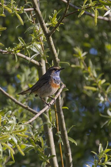 Bluethroat (Luscinia svecica) on a branch surrounded by green foliage. It has a brown back with a light grey belly. Its throat is a dark blue with a white spot in the middle, under it a black band followed by a an orange band.