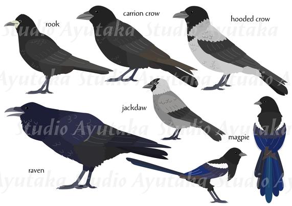 a bundle of clipart of crow species.