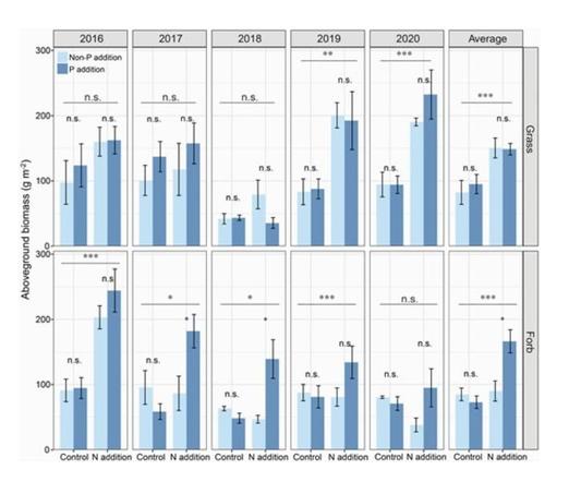 The effects of P addition on aboveground biomass of grasses and forbs under ambient and N addition conditions.