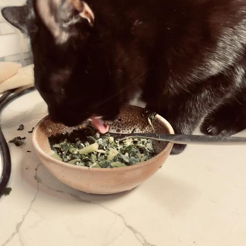 a black cat licks a bowl of cooked spinach