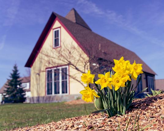 A clump of 7 completely yellow daffodils with green foliage growing out of a pile of mulch chips to the lower right.  Behind find a yellow building with red trim and a long roof with a tower sticking up out of the middle back,  a grassy lawn, a small conifer and another building of similar construction as well as a blue sky with white clouds that look they might have started as contrails.