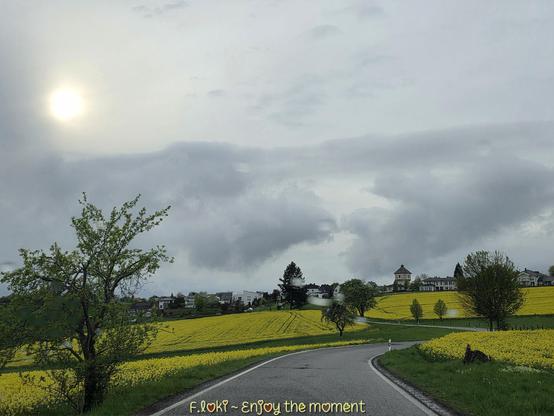 Eine kurvige Landstraße schlängelt sich durch sanft hügelige Landschaft. Zu beiden Seiten der Straße leuchten weite Rapsfelder in sattem Gelb und bilden einen starken Kontrast zum grauen, wolkenverhangenen Himmel. Einzelne Bäume stehen verstreut zwischen den Feldern, ihre frischen, grünen Blätter deuten auf den Frühling hin.

Im Hintergrund liegt ein kleines Dorf mit hellen Häusern. Ein auffälliges Gebäude mit rundem Turm ragt heraus und zieht den Blick an. Die Sonne ist nur schwach zu erkennen, als helle, milchige Scheibe hinter dichten Wolken.

Die Szenerie wirkt ruhig und leicht melancholisch – eine Momentaufnahme zwischen Licht und Schatten, zwischen Frühlingserwachen und Regenruhe.

Am unteren Bildrand steht in weicher, gelber Schrift: „F.loki ~ Enjoy the moment“.
