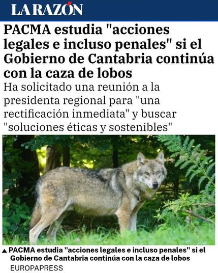 Captura de pantalla de una noticia del medio 'La Razón' con el titular: 'PACMA estudia "acciones legales e incluso penales" si el Gobierno de Cantabria continúa con la caza de lobos'. El subtítulo indica que PACMA ha solicitado una reunión con la presidenta regional para pedir una 'rectificación inmediata' y buscar 'soluciones éticas y sostenibles'. Debajo del texto, aparece una fotografía de un lobo en un entorno natural, rodeado de vegetación.