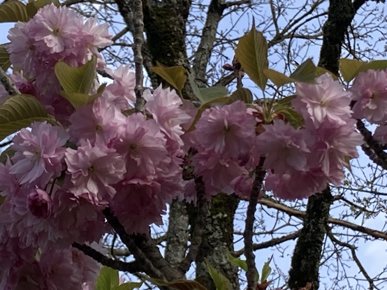 La foto mostra il dettaglio di alcuni sakura, i fiori del ciliegio giapponese 