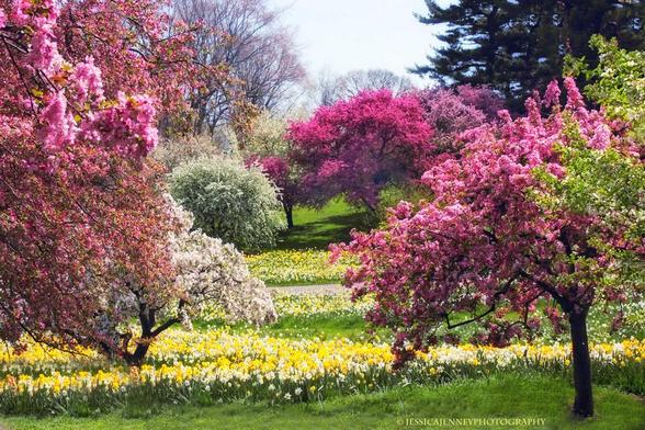 A gorgeous spring day at the New York Botanical Garden. Vibrant pink cherry blossoms and crabapple dominate the scene, with a lush carpet of yellow daffodils spread beneath them. White blossoms are visible in the background, contributing to the serene and colorful springtime display.