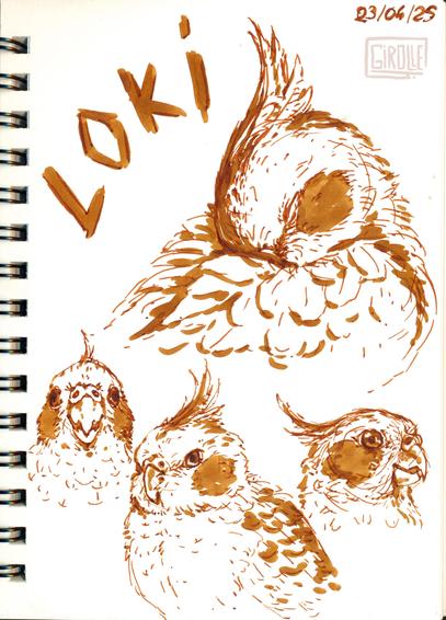 dessin au feutre de quatre portrait d'une perruche calopsitte nommée Loki.