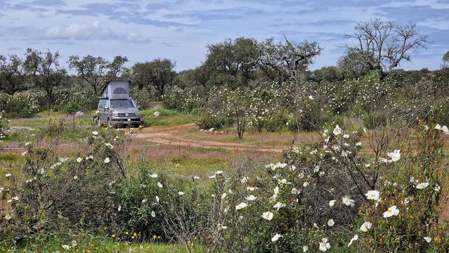 A camper van with an open pop-up roof at Bubulcus & Bolotas, surrounded by wildflowers and holm oak trees. White rockrose flowers bloom abundantly in the foreground and background. The sky is partly cloudy, adding to the peaceful, springtime atmosphere of this natural setting.