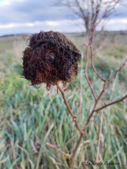 this fur ball is a rose bedeguar gall of wasp