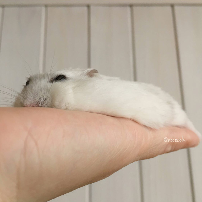 flat hamster. i recommend looking up "how to make flat hamster" on youtube for details flat hamster. i recommend looking up "how to make flat hamster" on youtube for details