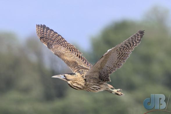 Bittern in flight, wings up
