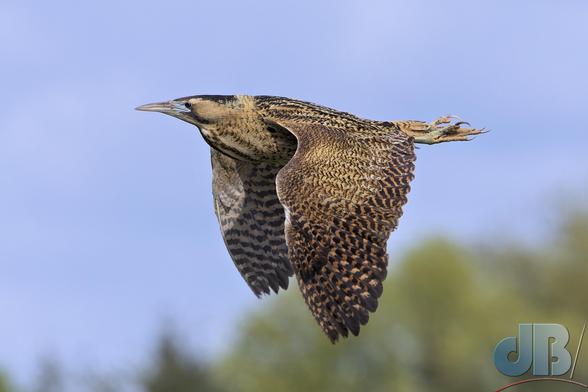 Bittern in flight, wings down