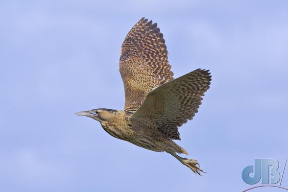 Bittern in flight, wings up, the bird angled upwards