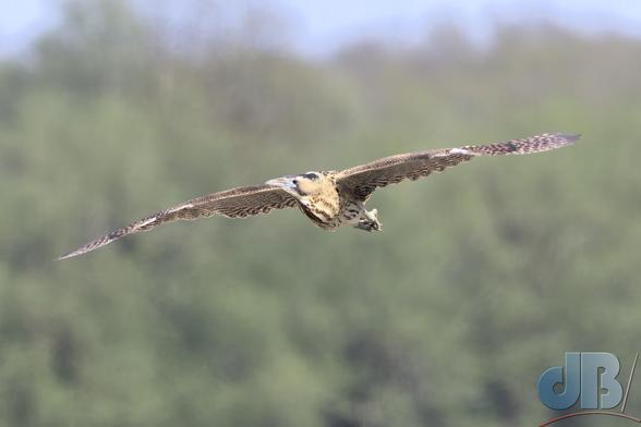 Bittern in flight, wings spread wide