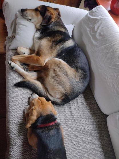 Two dogs, a beagle and a big dog, lying on a couch.