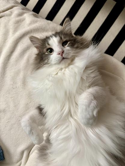 Thor, a fluffy grey and white bicolor half-Ragdoll cat, looking up atchu with a look of confusion and/or indignation on his face. 