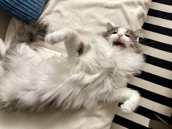 Thor, a fluffy grey and white bicolor half-Ragdoll cat, lying in his back on a cream blanket on a grey sofa, with his mouth open in a meow of indignation. 