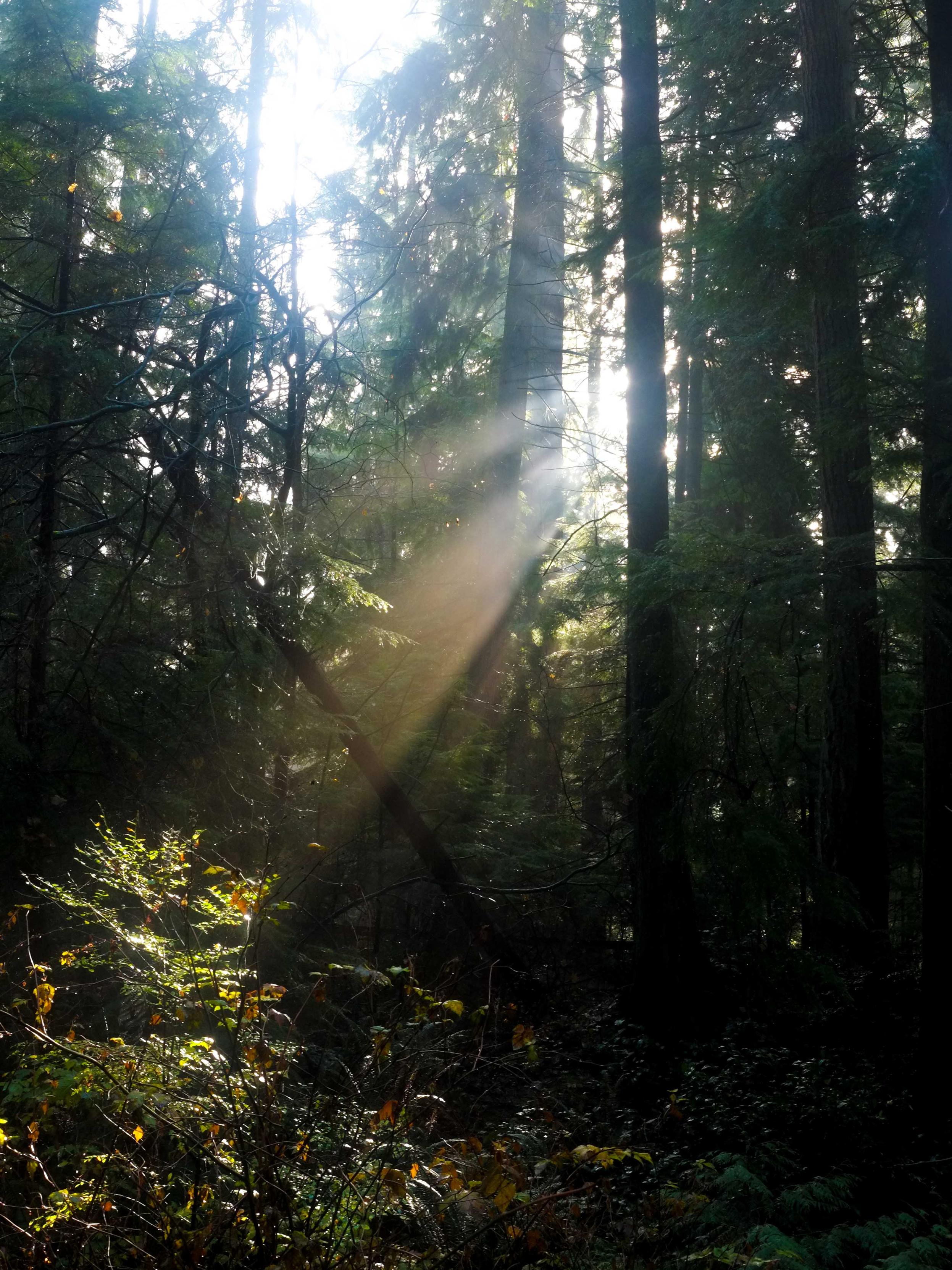Sun going through the trees in a forest Sun going through the trees in a forest