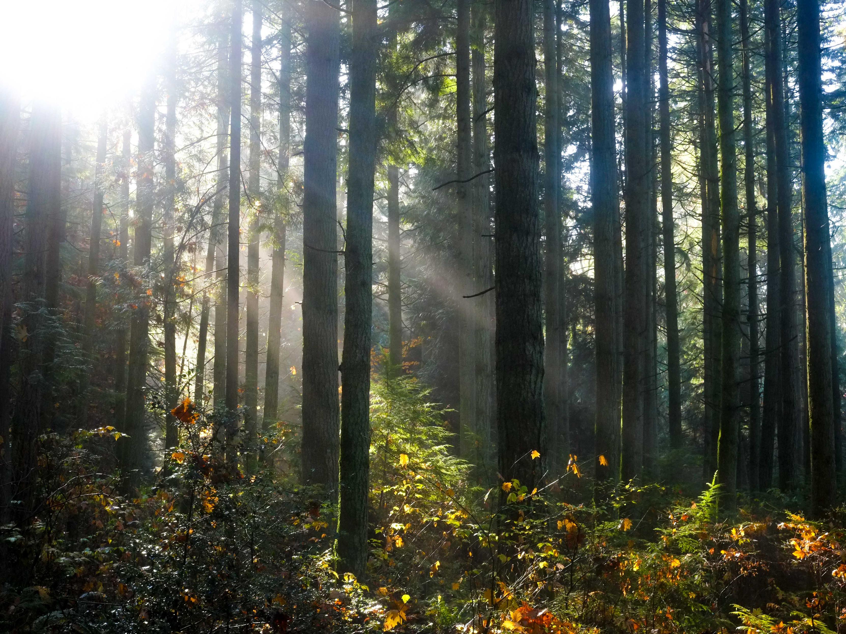Sun going through the trees in a forest Sun going through the trees in a forest